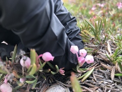 Andromeda polifolia polifolia