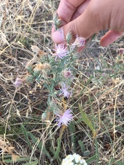 Centaurea
