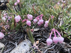 Andromeda polifolia polifolia