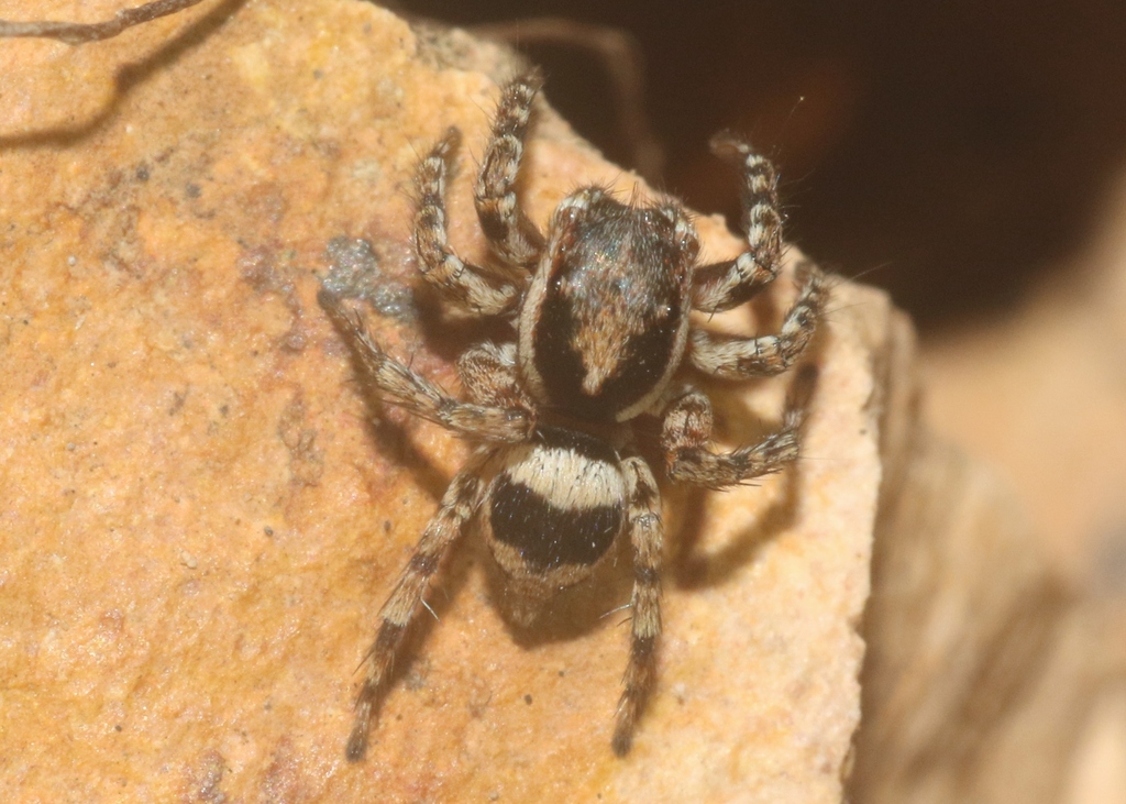 Habrocestum speciosum