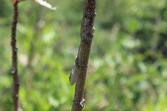 Anolis quercorum