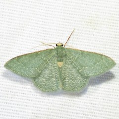 Xerochlora masonaria