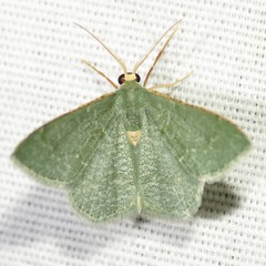 Xerochlora masonaria