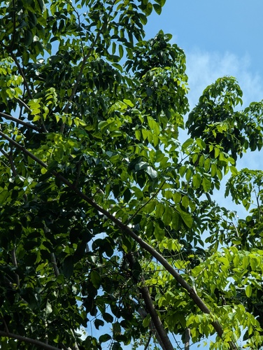 Foto de Amburana