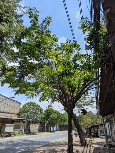 Foto de Amburana