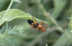 Oncopeltus guttaloides