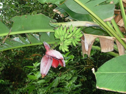 Musa balbisiana