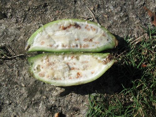 Musa balbisiana