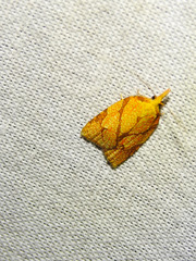 Cenopis reticulatana