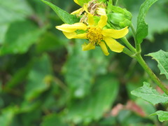 Smallanthus uvedalia