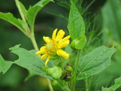 Smallanthus uvedalia