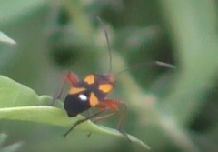 Oncopeltus guttaloides