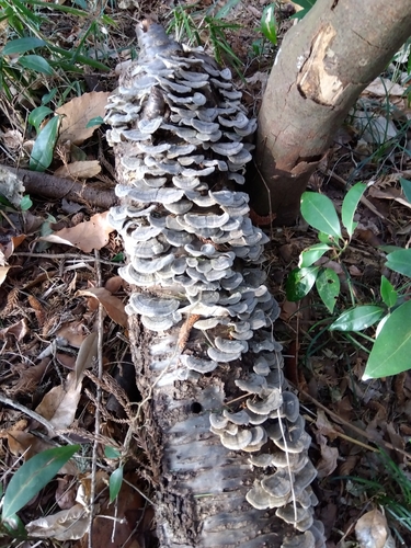 Trametes versicolor