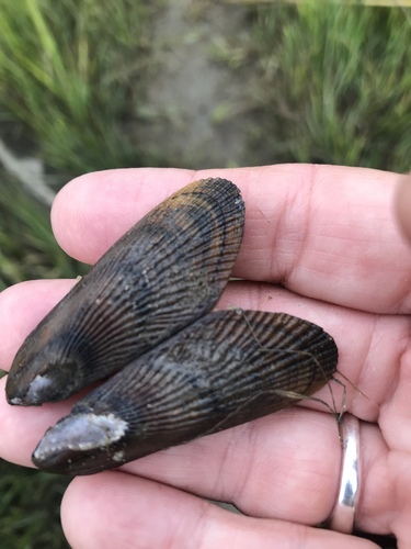 Atlantic Ribbed Mussel