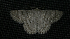 Crypsiphona tasmanica