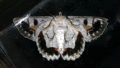 Crypsiphona tasmanica