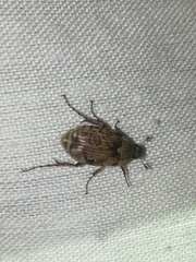 Isonychus arizonensis