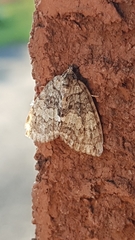 Hydriomena renunciata