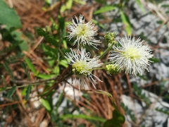 Mimosa malacophylla