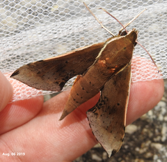 Rhagastis mongoliana