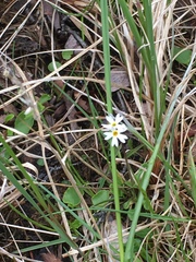 Primula egaliksensis