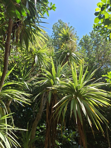 Cordyline obtecta, photograph 2