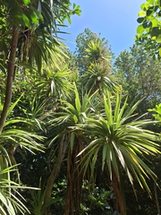 Cordyline obtecta, photograph (c) Oscar Dove, some rights reserved (CC BY)