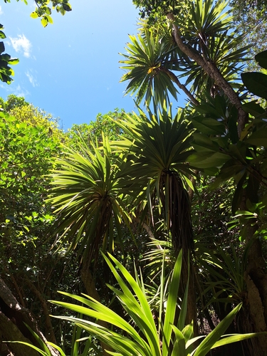 Image of Three Kings Cabbage Tree (Cordyline obtecta) by (c) Oscar Dove, some rights reserved (CC BY)