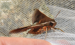 Rhagastis mongoliana