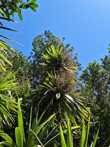 Image of Three Kings Cabbage Tree (Cordyline obtecta) by (c) Oscar Dove, some rights reserved (CC BY)