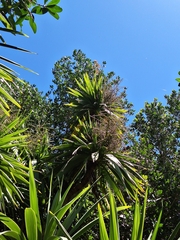 Cordyline obtecta, photograph (c) Oscar Dove, some rights reserved (CC BY)