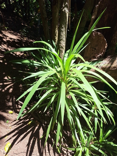 Cordyline obtecta, photograph 5