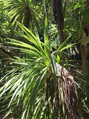 Cordyline obtecta, photograph (c) Oscar Dove, some rights reserved (CC BY)