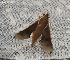 Rhagastis mongoliana