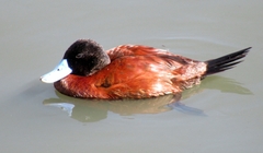 Oxyura ferruginea