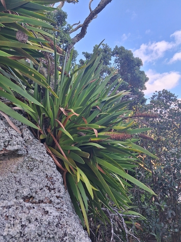 Image of Xeronema callistemon by (c) Oscar Dove, some rights reserved (CC BY)
