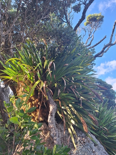 Image of Xeronema callistemon by (c) Oscar Dove, some rights reserved (CC BY)