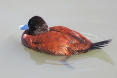 Oxyura ferruginea