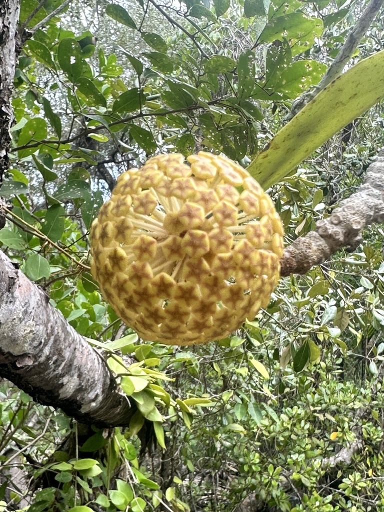 Flor de cera