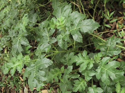 Solanum capsicoides observed 2025-02-09