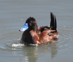 Oxyura ferruginea