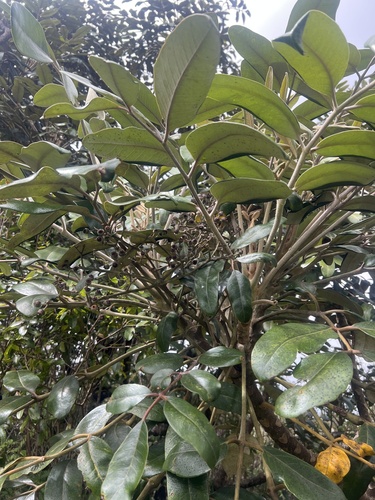 Polyscias hawaiensis observed 2025-02-26