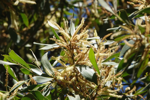 Acacia celsa observed 2025-02-28