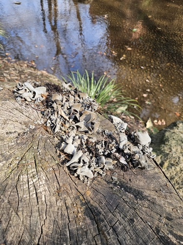 Auricularia polytricha