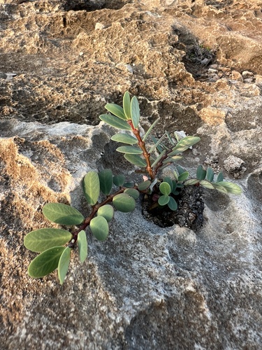 Euphorbia celastroides observed 2025-02-27