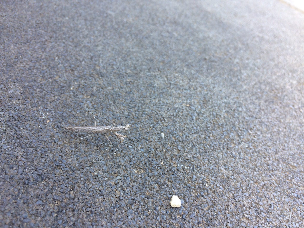 Litaneutria superna