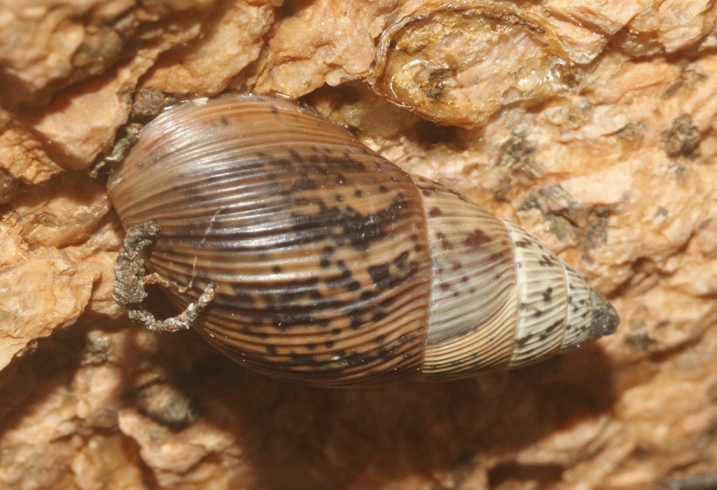 Achatinelloides hadibuensis