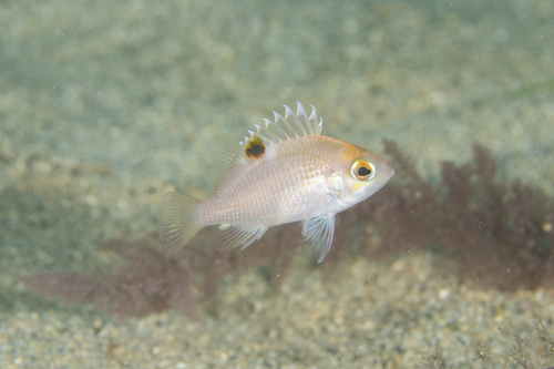 Threadfin perchlet (Selenanthias analis) — Serranidae