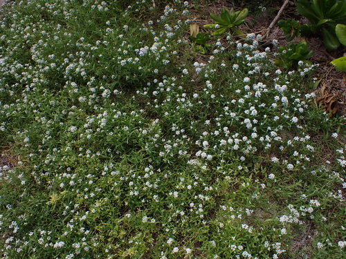 Lobularia maritima observed 2025-02-27