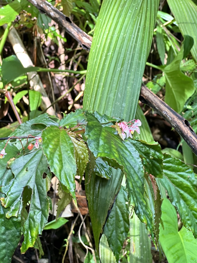 Begonia panayensis